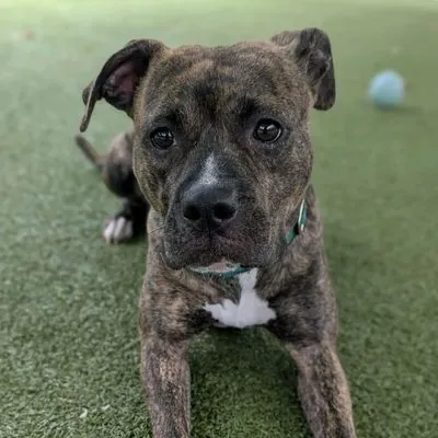 Halo, Terrier, Pit Bull