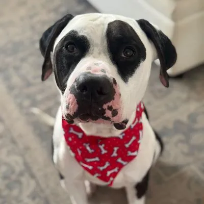 Panda Bear, Bulldog, American and Mixed Breed (Large) mix