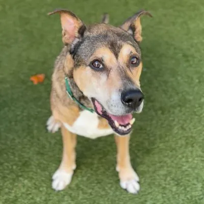Einstein, Mixed Breed (Large)