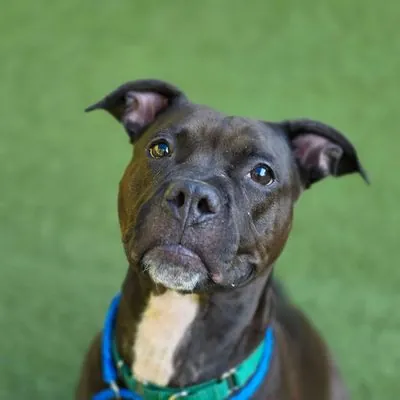 Elsie, Terrier, Pit Bull