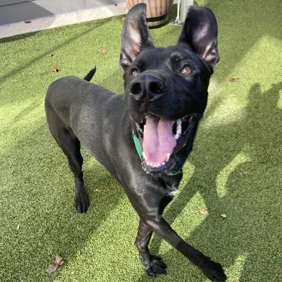 Meatball, Shepherd