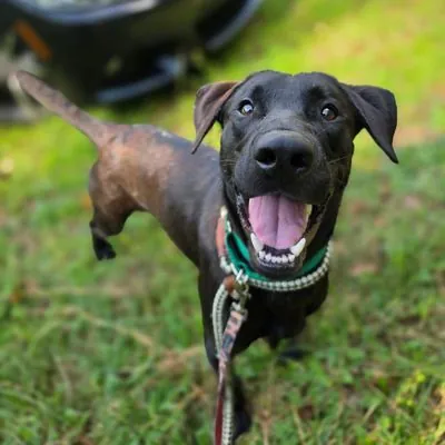 Sage, Retriever, Chocolate Labrador