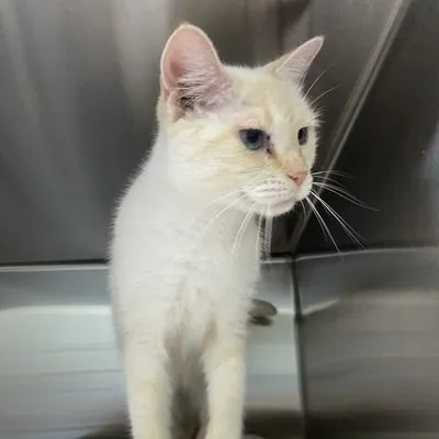 Galaxy, Domestic Shorthair