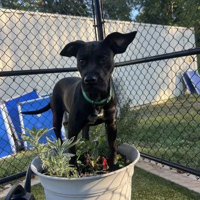 Irina, Terrier, Pit Bull