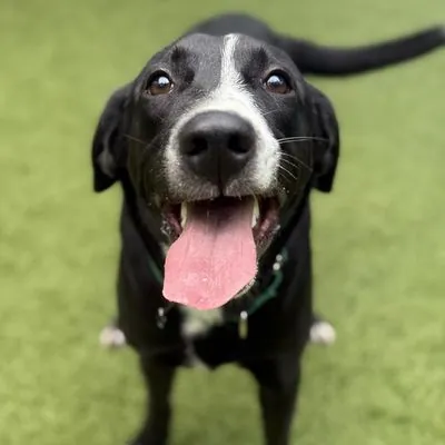 Stitch, Retriever, Black Labrador