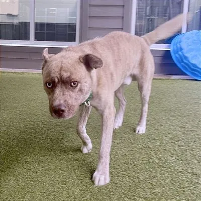 Forrest, Husky and Mixed Breed (Medium) mix