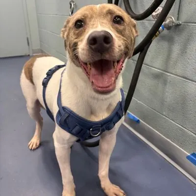 Bruno, Terrier, American Pit Bull and Beagle mix