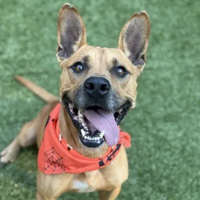 Rigby, Terrier, American Pit Bull