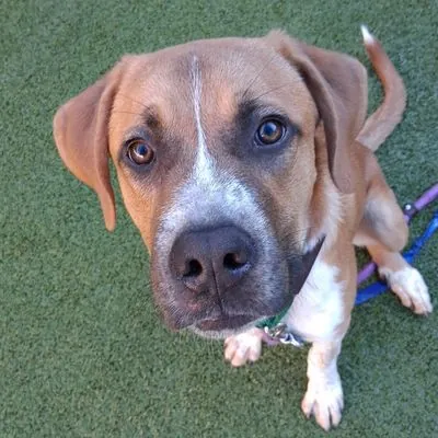Ninja, Shepherd, Anatolian and Mixed Breed (Large) mix