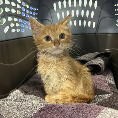 Harvest, Domestic Medium Hair