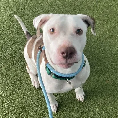 Louise, Terrier, Pit Bull