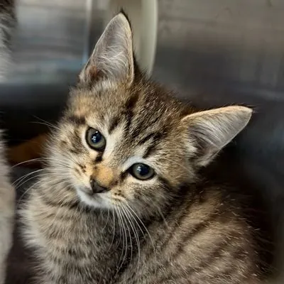 Lake, Domestic Shorthair