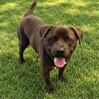 Bear, Rottweiler and Terrier, Pit Bull mix
