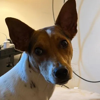 Finch, Terrier, Rat and Terrier, Rat mix