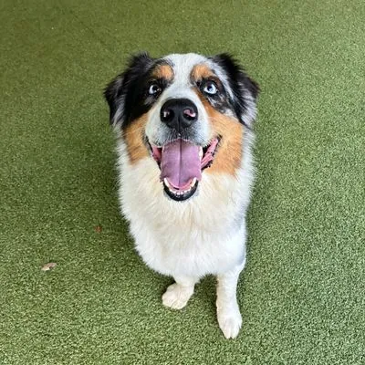 Rowan, one of the Australian shepherds waiting in North Carolina