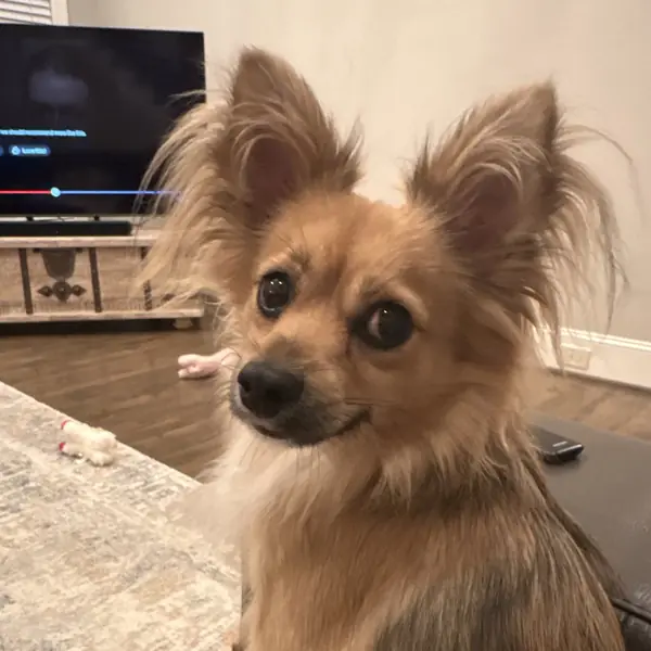 Gandolf, Chihuahua
