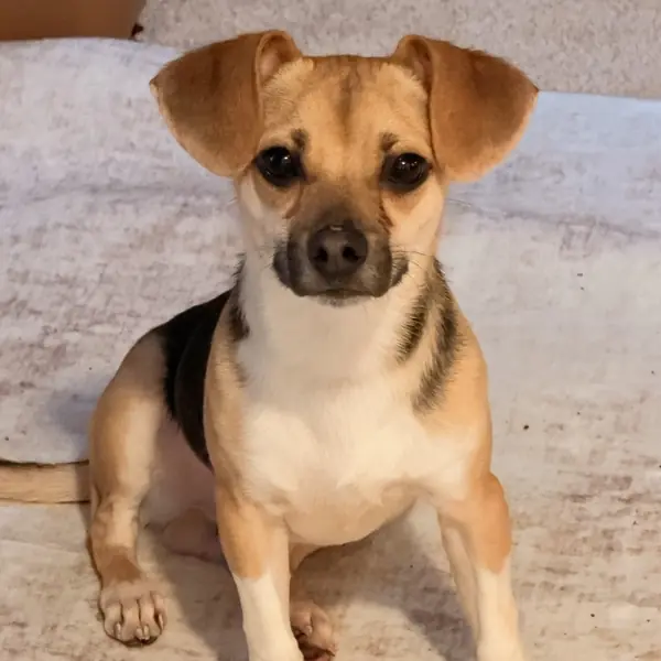 Riley, Beagle and Pug mix