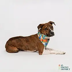 Charles, American Pit Bull Terrier Boxer mix