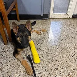 Aries, German Shepherd Dog
