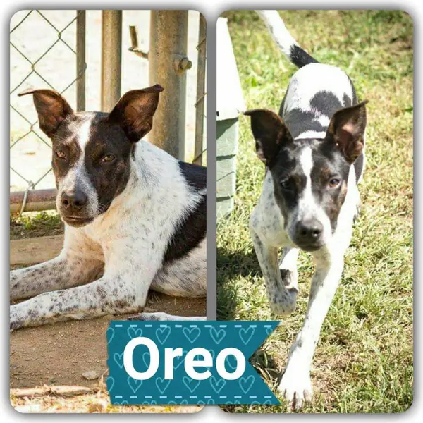 Oreo, Australian Cattle Dog mix