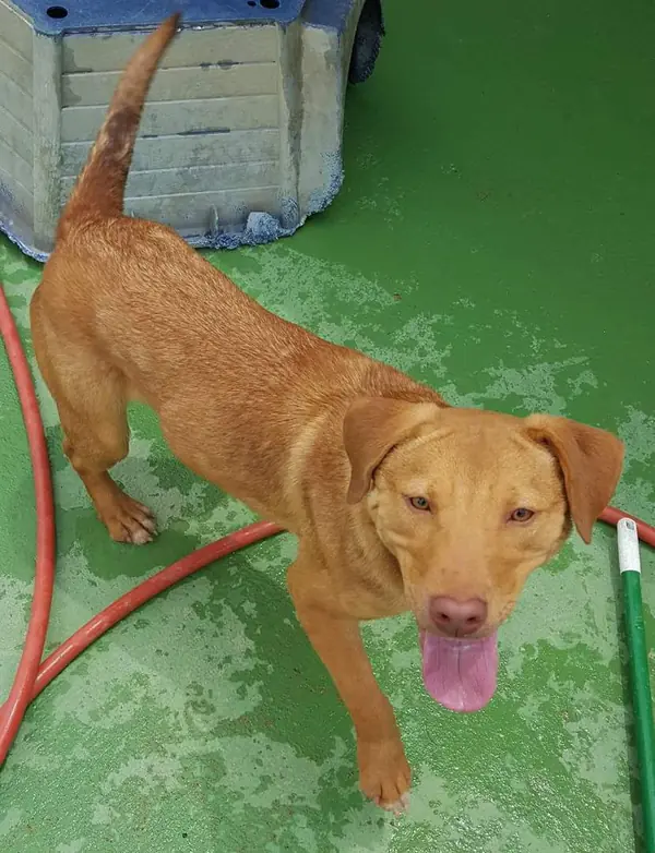 Charlie, Lab mix