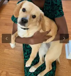 George, Beagle-Lab mix