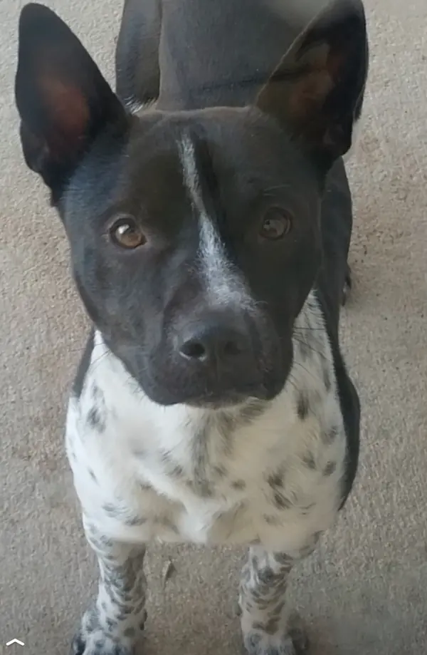 OJ, Australian Cattle Dog mix