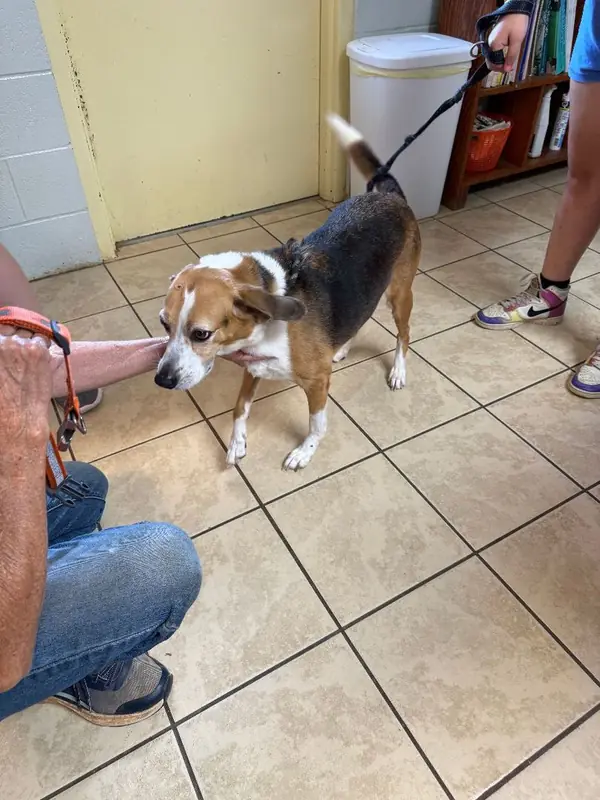 Ava, Beagle mix