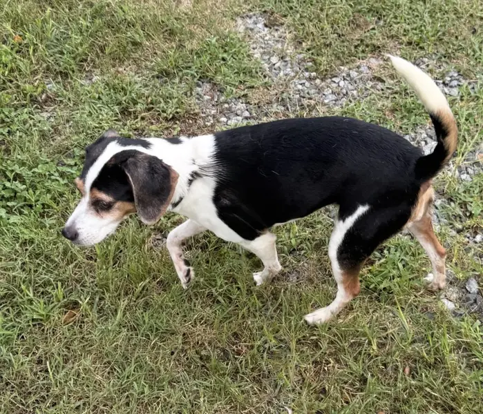 Vegas, Beagle and Rat Terrier mix