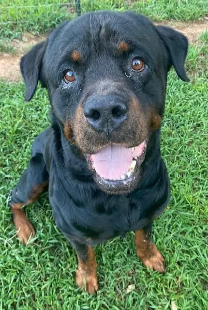Joker, Rottweiler
