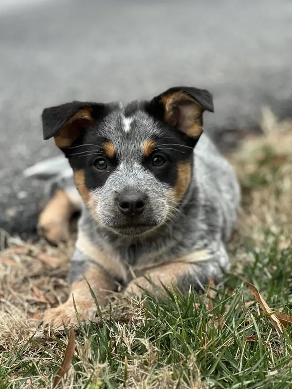 Jekyll, Blue Heeler and Dachshund mix