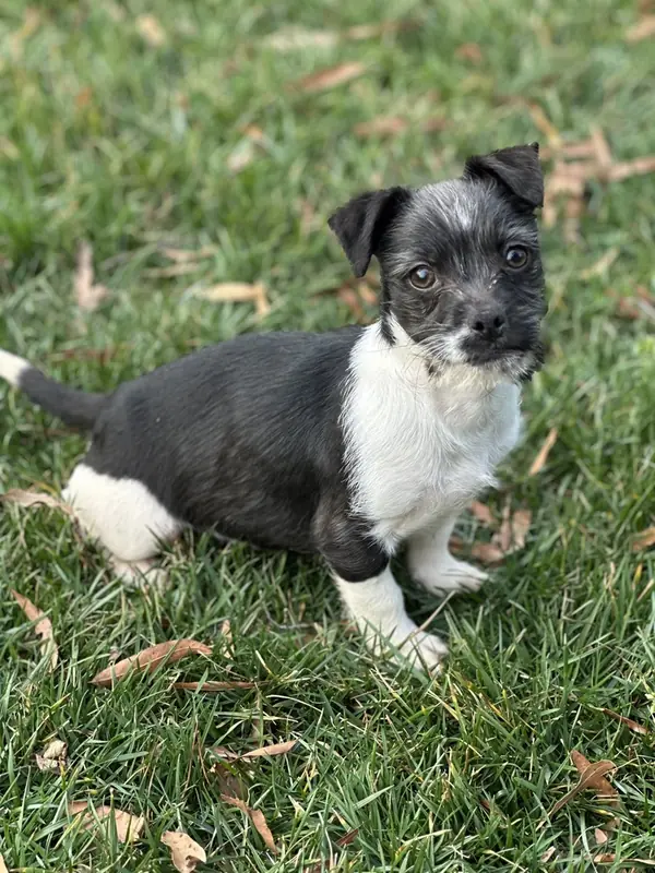 Stiles, Japanese Chin and Jack Russell Terrier mix
