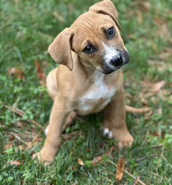 Matthews, Boxer and Labrador Retriever mix