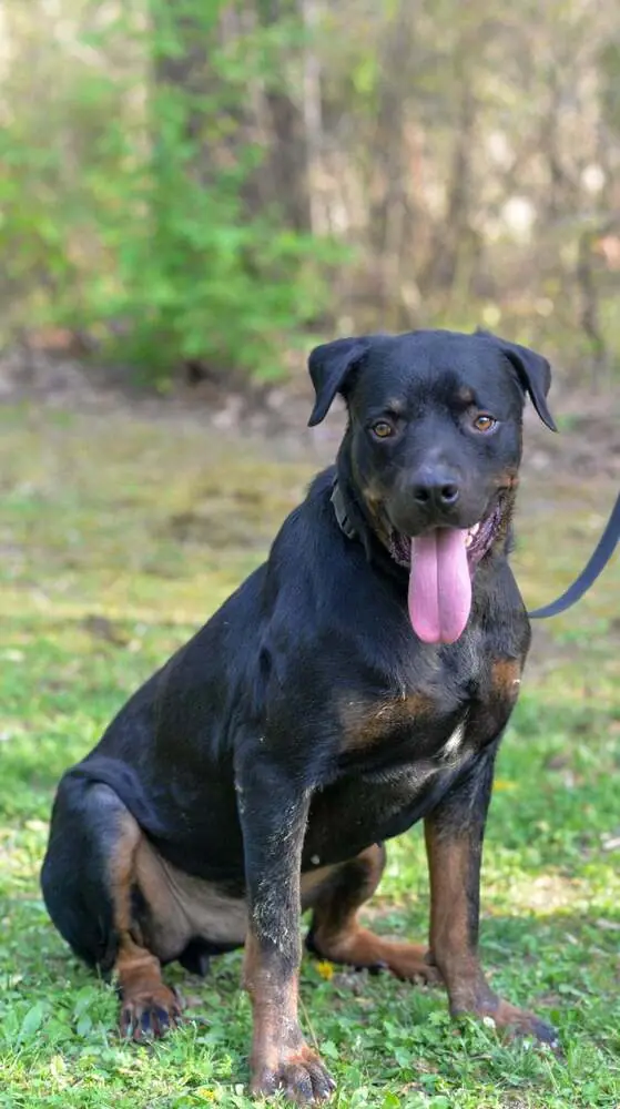 Snots, Rottweiler