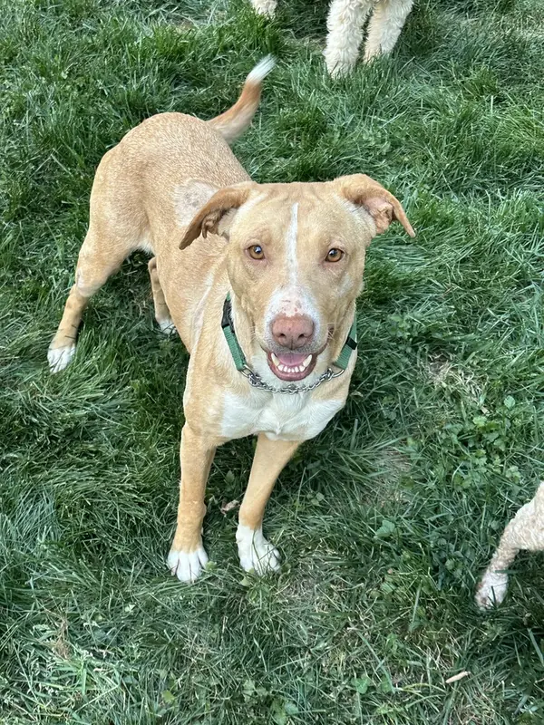 Destiny, Labrador Retriever