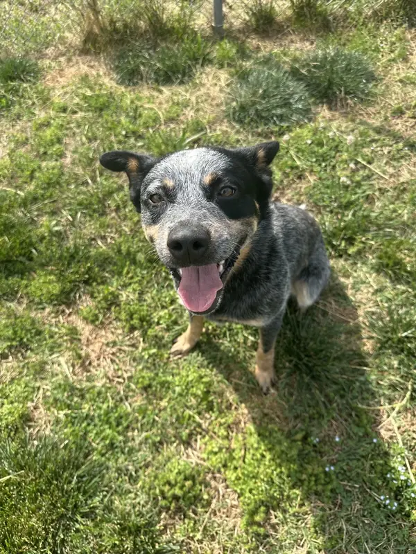 Boomer, Australian Cattle Dog