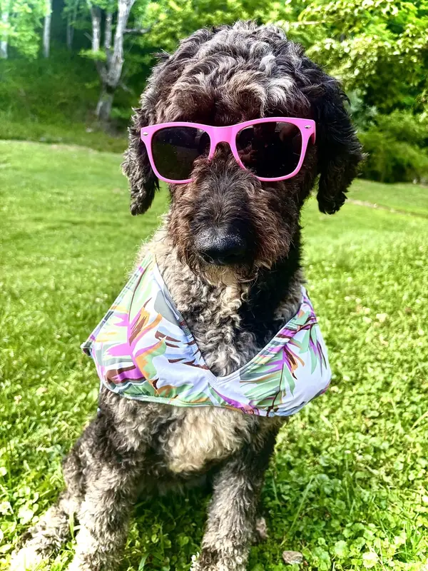Rose, Poodles (All Types)