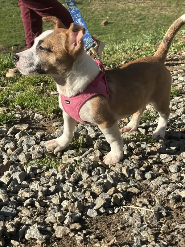 Libi, Corgi and Jack Russell Terrier mix