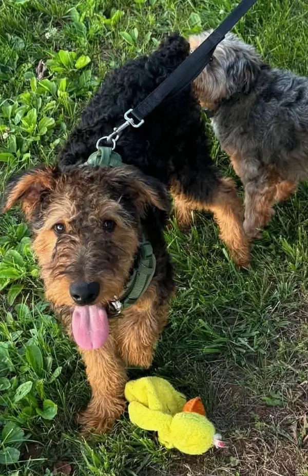 Humphrey Bogart (Bogie), Airedale Terrier