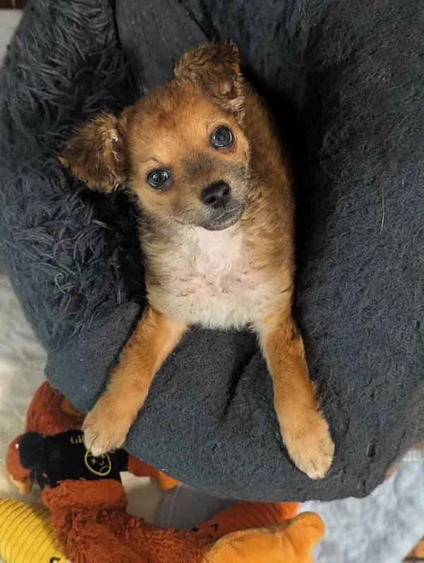 Sammy, Pomeranian and Maltese mix