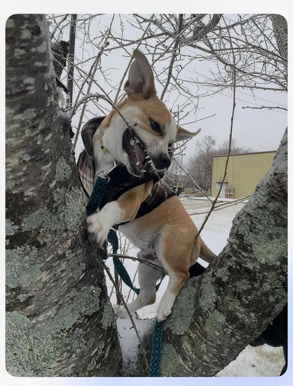 Bear, Corgi and Jack Russell Terrier mix