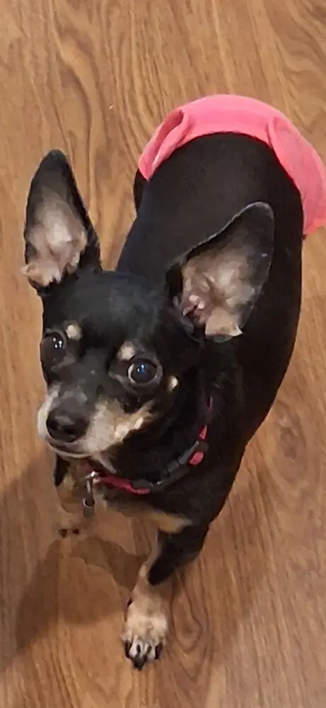 Lucy, Chihuahua and Dachshund mix