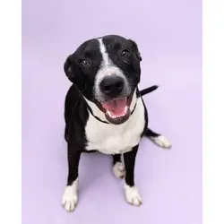 annie, Border Collie mix