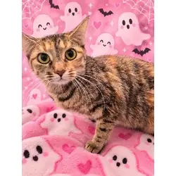 Whoopie Pie, Domestic Shorthair