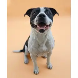 Slim Jim (HW+), American Bulldog mix