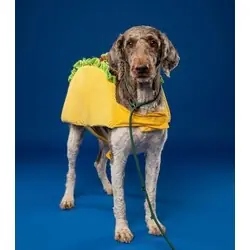 Sir Sillyton, Poodle (Standard)