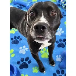 Roscoe(HW+), American Pit Bull Terrier mix