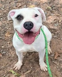 ACE, American Bulldog