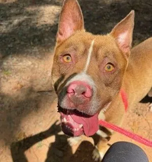 Milton, American Bulldog mix