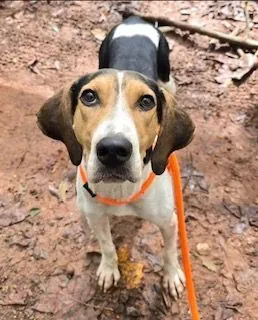Carolina, Treeing Walker Coonhound